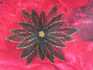 Broche